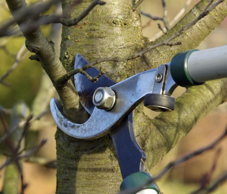 Élagage et entretien arbres Draveil